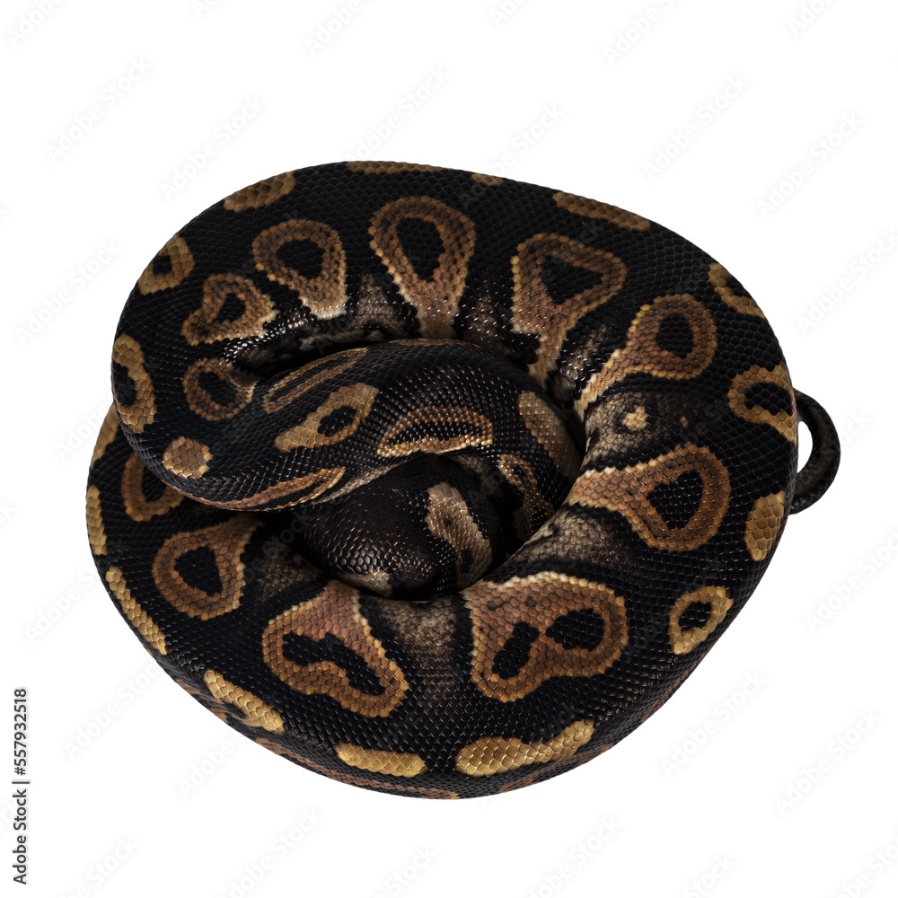 Leinwandbilder Top view curled up baby female Ballpython aka Python regius, isolated cutout on transparent background.