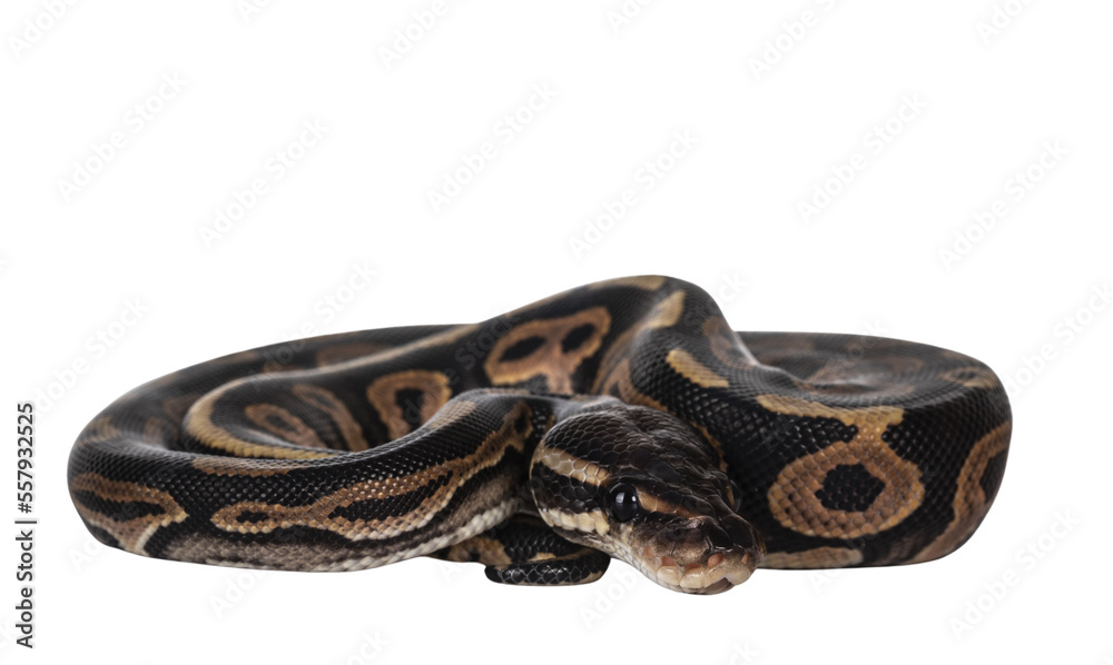 Aufkleber baby female ballpython aka python regius curled up for hiding, isolated cutout on transparent backgr