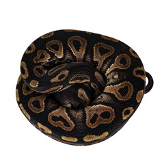 Top view curled up baby female Ballpython aka Python regius, isolated cutout on transparent background.