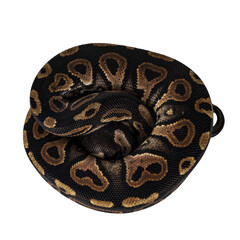 Fototapeta premium Top view curled up baby female Ballpython aka Python regius, isolated cutout on transparent background.