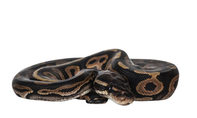 Baby female Ballpython aka Python regius curled up for hiding, isolated cutout on transparent background.