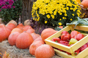 Gardening concept. Bell pepper in the wooden box. Orange pumpkin and flowers on the background.