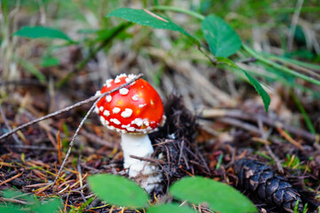 Close up of a Amanita muscaria mushroom