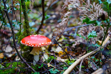 Close up of a Amanita muscaria mushroom