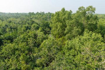 The mangrove forests