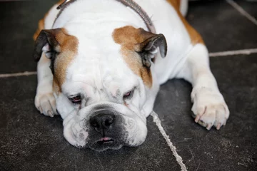 Abwaschbare Fototapete Französische Bulldogge Bulldog