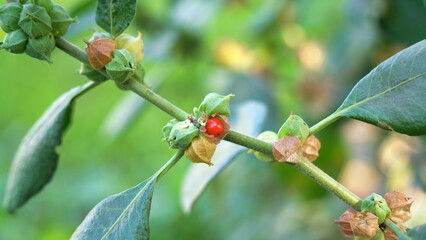 Commonly known as Ashwagandha, is an important medicinal plant that has been used in Ayurved