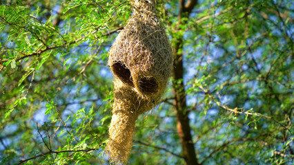 Wildlife - Weaver Birds Nest on Bamboo Tree in Nature Outdoor. Baya weaver with nest