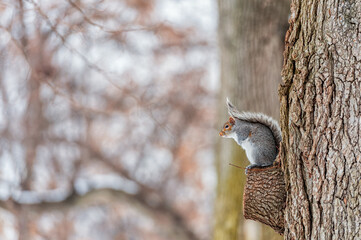 Squirrel in the park. Cold Winter Day. Boston. Massachusetts. USA