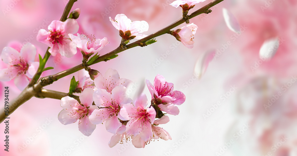 Aufkleber Beautiful flowering peach branch in spring in nature. Spring flowers on a delicate pink background close-up macro.