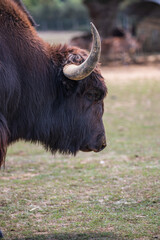 Bison