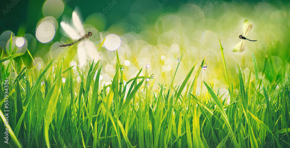 Aufkleber Beautiful wide format image of a morning in nature with bright fresh grass with dew drops, dragonflies in flight and soft bokeh from sunlight.