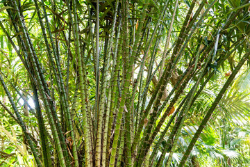 Tiges très épineuses du Salak, petit palmier tropical, donnant des fruits à chair douce et acidulée.