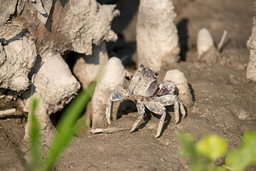 Crab