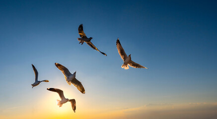 Seagull flying in clear sky at summer day. seagull flying among the clouds with sunlight.Minimal and Copy space.