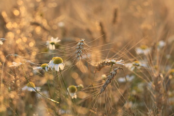 Zboże polskie dojrzewające w złotym słońcu. Pole żyta i rumianku. Łan zboża Fields of corn © ICON