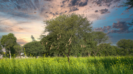 Wildlife - Weaver Birds Nest on Bamboo Tree in Nature Outdoor. Baya weaver with nest