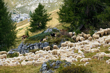 Sheep in the wonderful landscape of the Dolomites mountains, South Tyrol, Italy