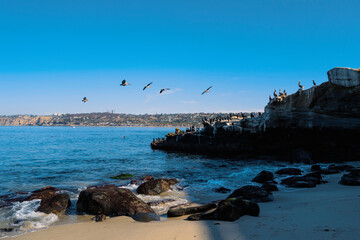 La Jolla Cove Beach Seascape, Brandt's Cormorants resting over the cliffs and Brown Pelicans flying  in La Jolla, San Diego, Southern California, USA