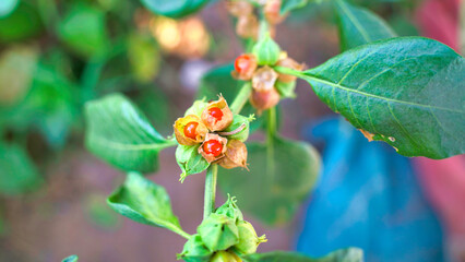 Commonly known as Ashwagandha, is an important medicinal plant that has been used in Ayurved