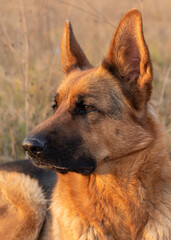 Portrait of Female German Shepherd Dog