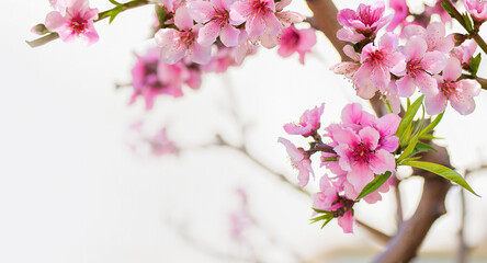 Pink peach tree flowers close-up. Delicate light natural spring background with peach blossoms.