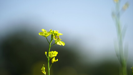 Seemingly endless field of yellow mustard plants in bloom in the Palouse region of Western Idaho