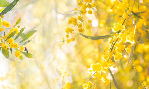 Beautiful blurred spring background image with branches of flowering myiosa in nature in the rays of sunlight outdoors.