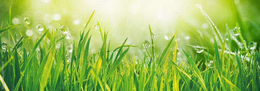 Poster original beautiful background image in banner format of juicy freshgrass with dew drops illuminated 