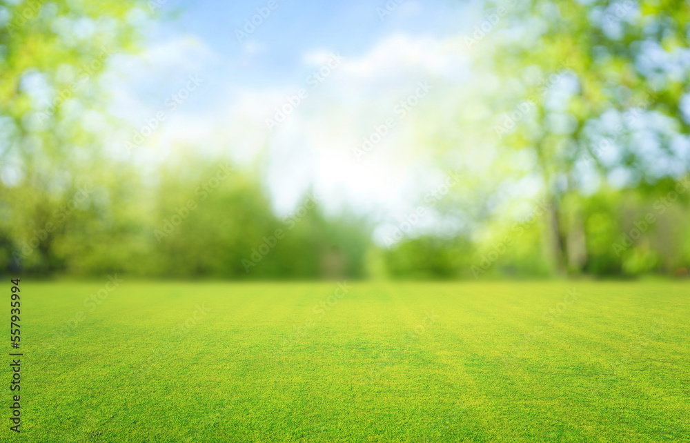Wall mural beautiful blurred background image of spring nature with a neatly trimmed lawn surrounded by trees a