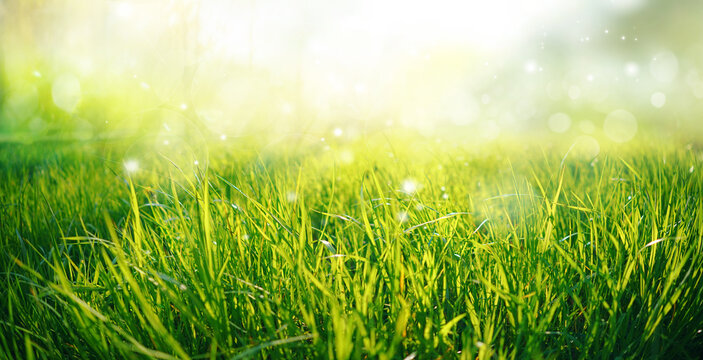 Beautiful wide format natural background macro image of young juicy green grass in bright summer spring morning sunlight.