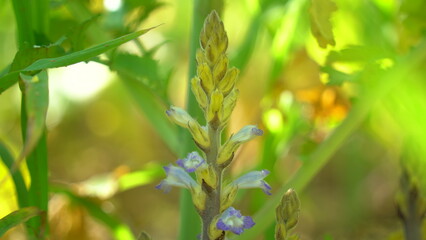A plant is a parasite orobanche on white cabbage. Great indian christmas tree.