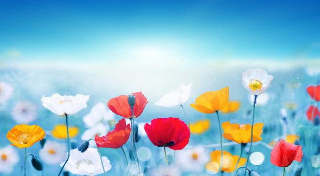 Beautiful spring colorful natural flower background with red yellow and white poppies on light blue background.