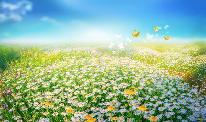 Beautiful summer spring meadow with blooming field daisies and fluttering butterflies in the rays...