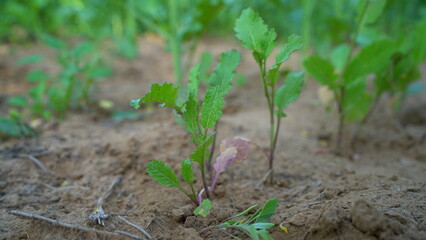 leaf mustard greens grow at vegetable garden