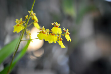 yellow oncidium orchid or yellow orchid flower ,orchid