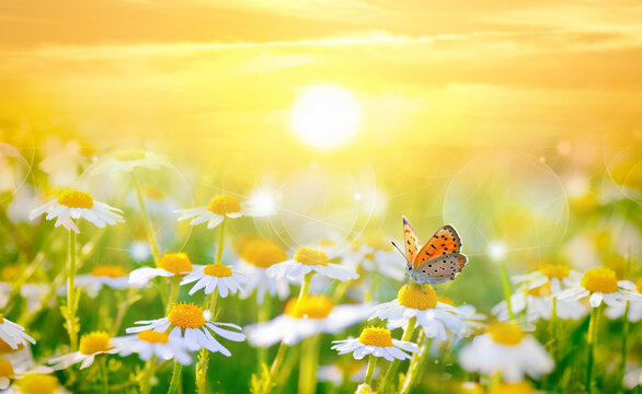 Field of daisies in golden rays of the setting sun in spring summer nature with an orange butterfly outdoors, close-up macro. Shot with soft selective focus.