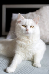 Fototapeta na wymiar Cute big white cat lying on the bed with sad eyes