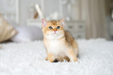 A small red-haired British kitten is sitting in a room on a white blanket and looking up