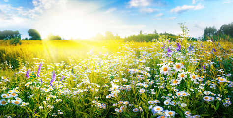 A beautiful, sun-drenched spring summer meadow. Natural colorful panoramic landscape with many wild flowers of daisies against blue sky. A frame with soft selective focus. - obrazy, fototapety, plakaty