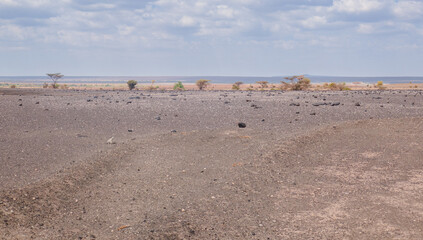 Fototapeta na wymiar Scenic view of desert landscapes in Loiyangani District, Turkana County, Kenya