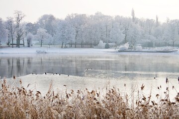 ducks swimming in frozen lake in winter 