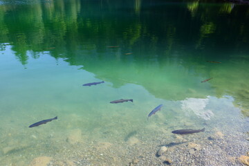 The Blausee is a lake in Bernese Oberland, Kandergrund
