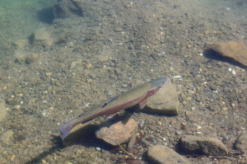 The Blausee is a lake in Bernese Oberland, Kandergrund
