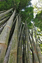 Giant bamboo, the highest of bamboos in perspective. Countryside of Brazil