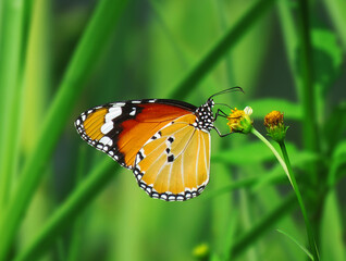 Plain Tiger butterfly, Danaus chrysippus, also known as the plain tiger, African queen, or African monarch, is a medium-sized butterfly widespread in Asia.