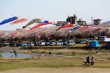 Fototapeta premium Colorful Japanese Koinobori Flags (traditional carp-fish windsocks) fly under sunny sky and people enjoy their time under cherry blossom trees (Sakura) in a park by Ai-Kawa River, Tarui, Gifu, Japan