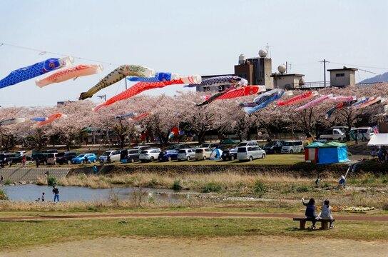 Colorful Japanese Koinobori Flags (traditional carp-fish windsocks) fly under sunny sky and people enjoy their time under cherry blossom trees (Sakura) in a park by Ai-Kawa River, Tarui, Gifu, Japan
