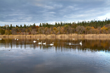 Many large white swans on the lake near the forest with red and yellow foliage, dark sky. Picturesque Ukraine.