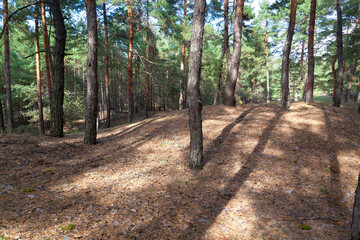 Pine tree wood on a sunny summer day, pine tree cones and peaces of bark on the forest floor, shadows of tree trunks.Happy peaceful Ukraine.